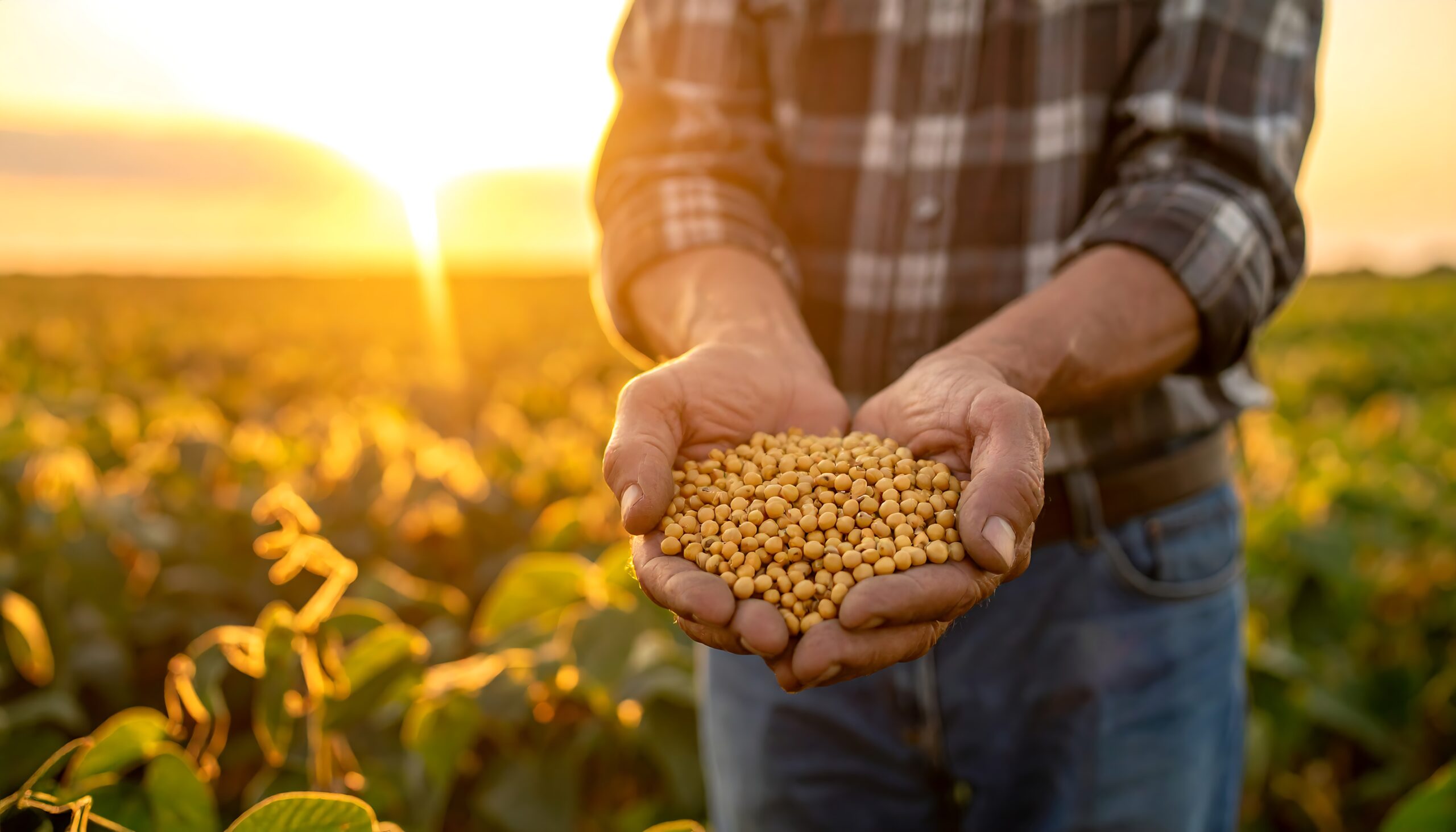 EXPORTAÇÕES DO AGRONEGÓCIO CRESCEM 9,8% EM AGOSTO, IMPULSIONADAS POR SOJA, CAFÉ E FRANGO