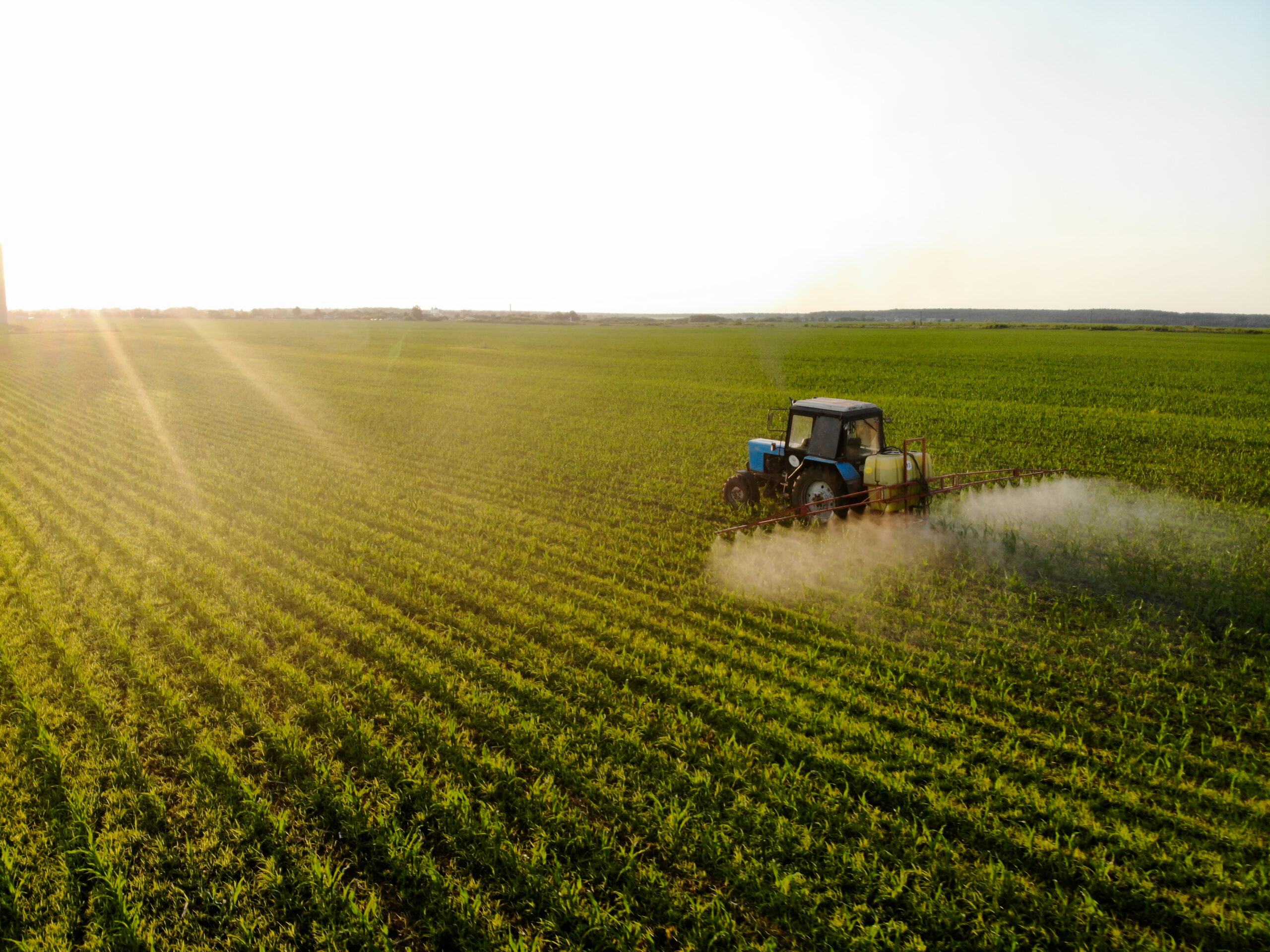 Tractor sprays pesticides on corn fields at sunset